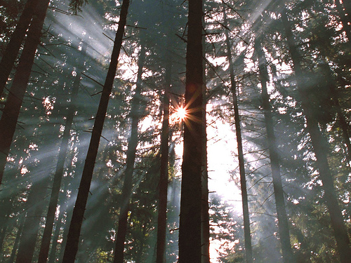 Forest Sun by Sloet Steenkamp