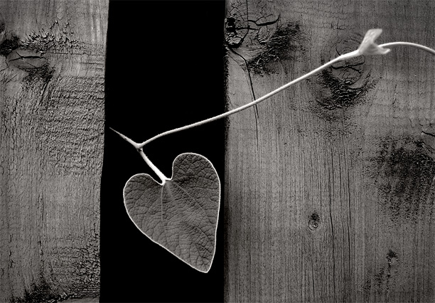 Heart by Paul Politis